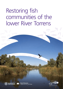 Restoring fish communities of the lower River Torrens