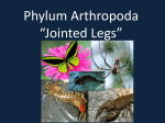 Phylum Arthropoda “Jointed Legs”