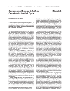 Centrosome Biology: A SAS-sy Centriole in the Cell Cycle Dispatch