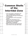Common Shells of the Intertidal Zone