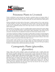 Poisonous Plants to Livestock Cyanogenetic Plants (glucosides