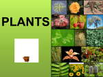 Plants (powerpoint view)