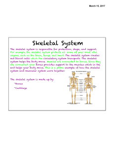 Skeletal System