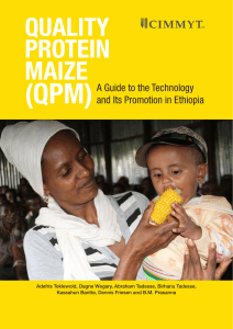 quality protein maize - NuME