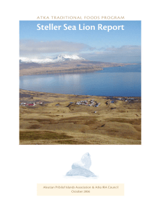 Atka Traditional Foods Program Report on Steller Sea Lion