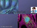Cell Organelles - Fall River Public Schools