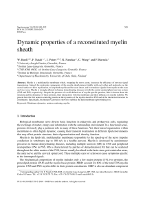 Dynamic properties of a reconstituted myelin sheath