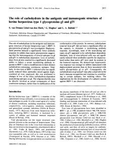 The role of carbohydrate in the antigenic and immunogenic structure