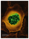 The Sabotage of Cell Logistics - Max-Planck