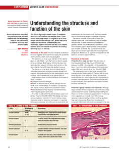 Understanding the structure and function of the skin