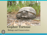 Adults - Gopher Tortoise Day