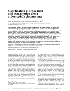 Coordination of replication and transcription along a Drosophila