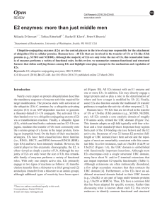 E2 enzymes: more than just middle men