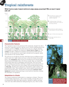 Which features make tropical rainforests unique among