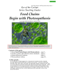 Food Chains Begin with Photosynthesis