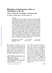 Mechanism of Cardiovascular Action of Tetrodotoxin in the Cat