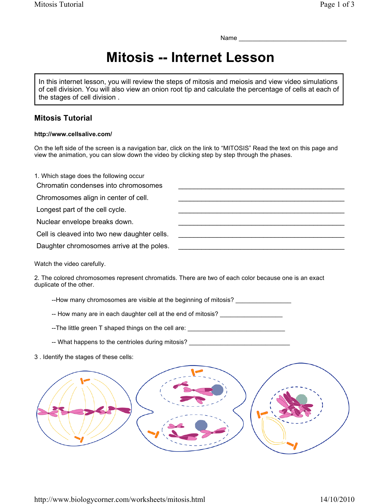 The Cell Cycle Worksheet Answers