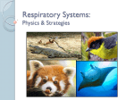 Respiratory Systems: