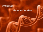 7th Evolution Population Genetics.key