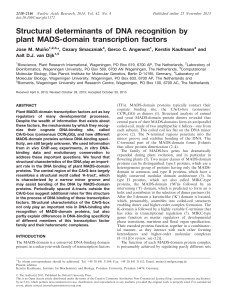 Structural determinants of DNA recognition by plant MADS