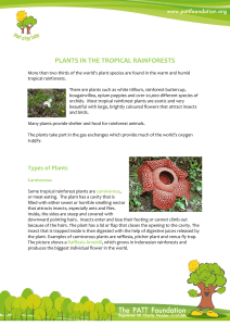 plants in the tropical rainforests