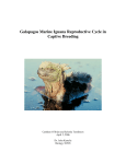 Galapagos Marine Iguana Reproductive Cycle in Captive Breeding