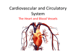 Cardiovascular and Circulatory System