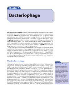 Bacteriophage