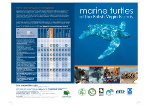 marine turtles - Government of the Virgin Islands