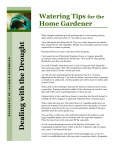 Watering Tips for the Home Gardener