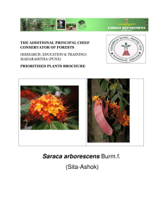 Saraca arborescens Burm.f. (Sita