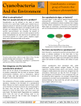 What is eutrophication?