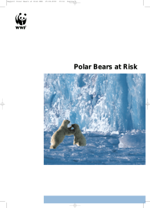 Polar bears at risk