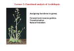 Lecture 2: Functional analysis of Arabidopsis