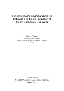 Function of MAP20 and MYB103 in Cellulose and Lignin Formation