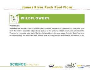 WildFloWeRs - James River Park System