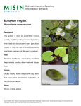 European frog-bit Hydrocharis morsus