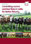 Controlling worms and liver fluke in cattle for Better Returns