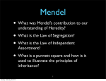 • What was Mendel`s contribution to our understanding of Heredity
