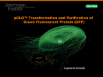 pGLO™ Transformation and Purification of Green Fluorescent
