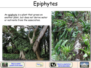 Epiphytes