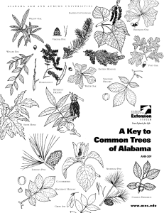 A Key to Common Trees of Alabama