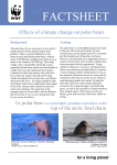Effects of climate change on polar bears