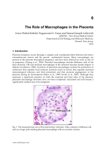 The Role of Macrophages in the Placenta