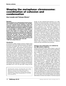 Shaping the metaphase chromosome: coordination of cohesion and