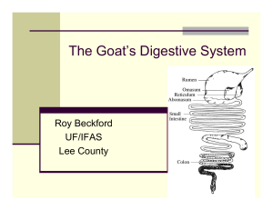 The Goat`s Digestive System