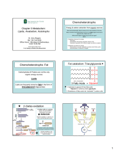 Chemoheterotrophs Chemoheterotrophs: Fat β (beta)