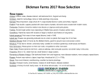 Dickman Farms 2017 Rose Selection