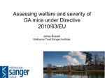 Assessing welfare and severity of GA mice under Directive 2010/63