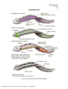 planaria lab report